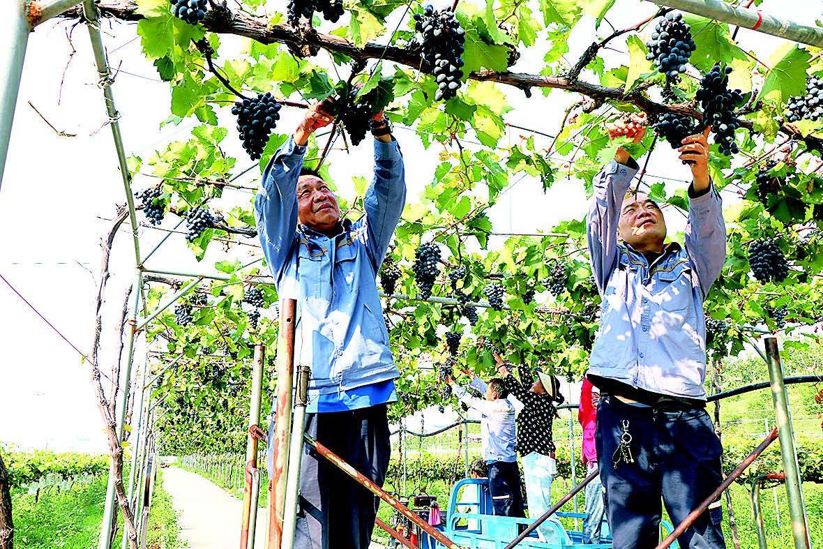 图为郑州铝业员工帮助村民采摘葡萄。于万勇 摄